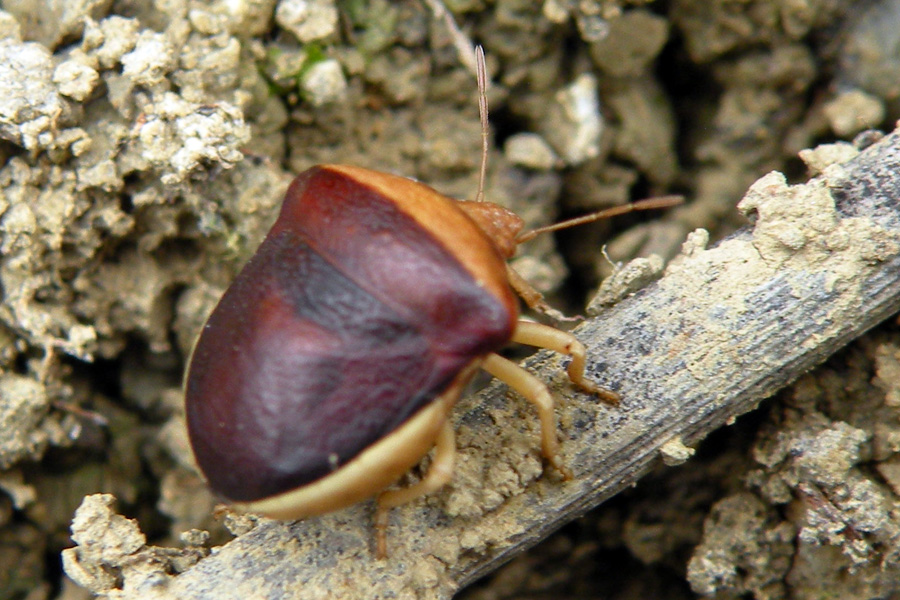 Ventocoris rusticus